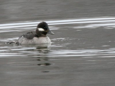 Bufflehead Cenntenial Lake IMG_5527.JPG