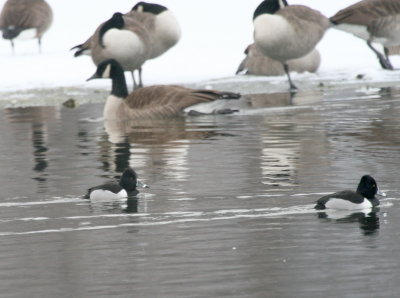 Ring-Necked Ducks Cenntenial Lake IMG_5537.JPG