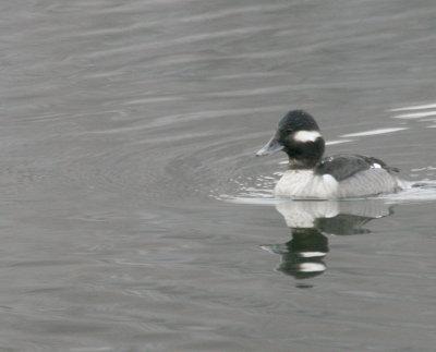 Bufflehead Cenntenial Lake IMG_5547.JPG