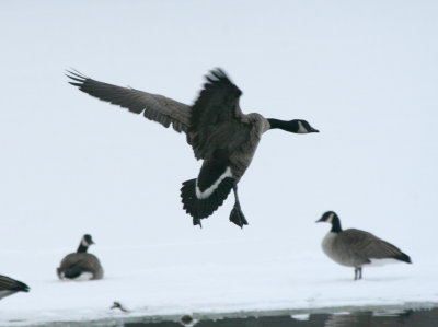Canada Goose Cenntenial Lake IMG_5549.JPG
