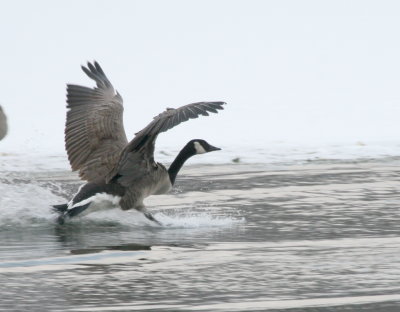 Canada Goose Cenntenial Lake IMG_5563.JPG