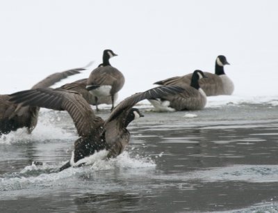 Canada Goose Cenntenial Lake IMG_5558.JPG