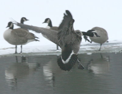Canada Goose Cenntenial Lake IMG_5551.JPG