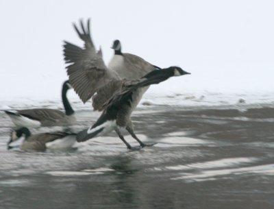 Canada Goose Cenntenial Lake IMG_5562.JPG