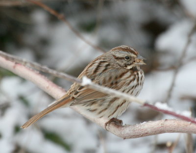 Song Sparrow Cenntenial Lake IMG_5573.JPG