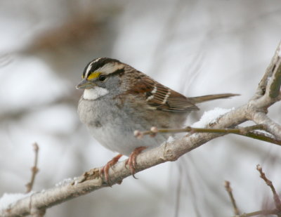 White-Throated Sparrow Cenntenial Lake IMG_5582.JPG