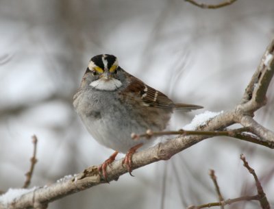White-Throated Sparrow Cenntenial Lake IMG_5586.JPG