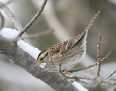 White-Throated Sparrow Cenntenial Lake IMG_5595.JPG
