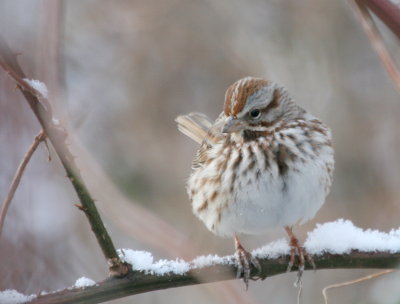 Song Sparrow Cenntenial Lake IMG_5596.JPG