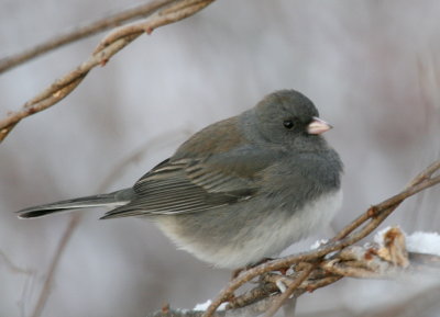Dark-Eyed Junco Cenntenial Lake IMG_5607.JPG