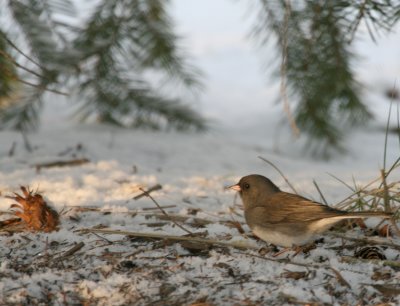 Dark-Eyed Junco Cenntenial Lake IMG_5623.JPG