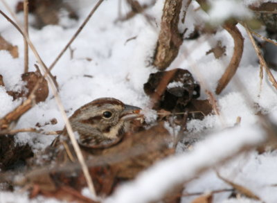 Song Sparrow Cenntenial Lake IMG_5628.JPG