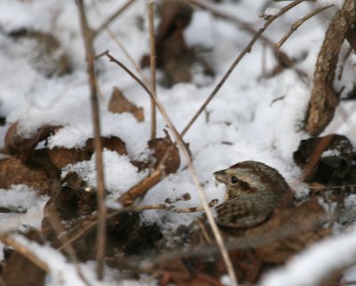 Song Sparrow Cenntenial Lake IMG_5631.JPG