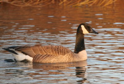 Canada Goose  Griffin Park IMG_5806.JPG