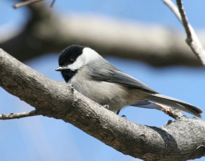 Carolina Chickadee  I  Gs IMG_5830.JPG