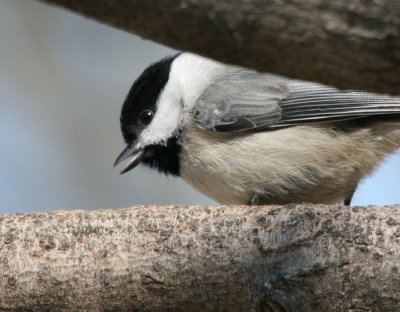 Carolina Chickadee  I  Gs IMG_5836.JPG