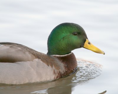 Mallard  Griffin Park IMG_5806.JPG