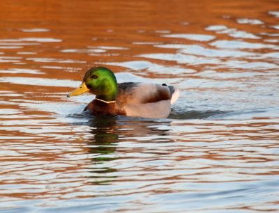 Mallard  Griffin Park IMG_5818.JPG