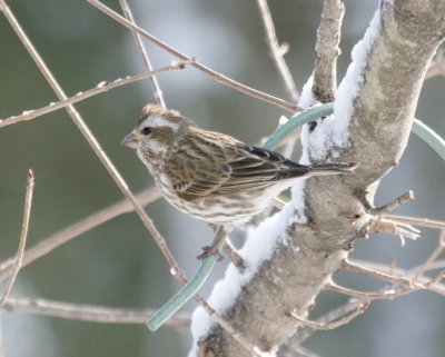 Purple Finch  I  Gs IMG_5697.JPG