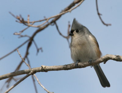 Tufted Titmouse  I  Gs IMG_5741.JPG