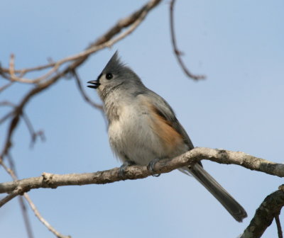 Tufted Titmouse  I  Gs IMG_5743.JPG