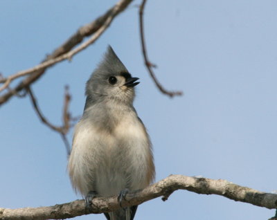 Tufted Titmouse  I  Gs IMG_5749.JPG