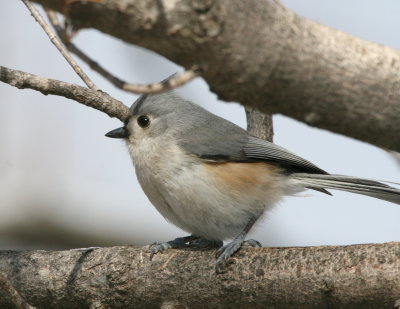 Tufted Titmouse  I  Gs IMG_5799.JPG
