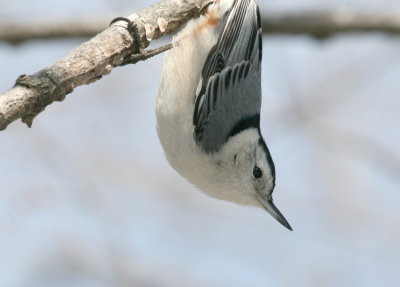 White-Breasted Nuthatch   I  Gs IMG_5767.JPG
