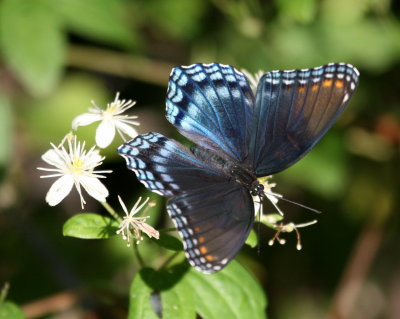 Butterfly  Amys IMG_0195.png