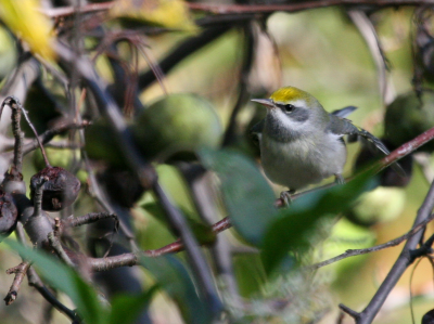 Golden Winged Warbler  Amys b IMG_0145.png