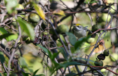 Golden Winged Warbler  Amys  IMG_0145.png