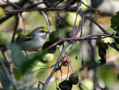 Golden Winged Warbler  Amys IMG_0139.png