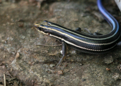 5 lined Skink  Moms IMG_0214.png