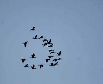 Ibises  Indian Point IMG_0480.png