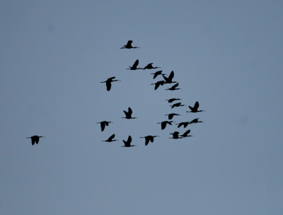 Ibises  Indian Point IMG_0467.png