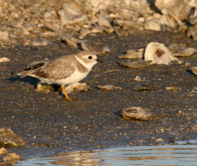 Piping Plover  Indian Point IMG_0363.png