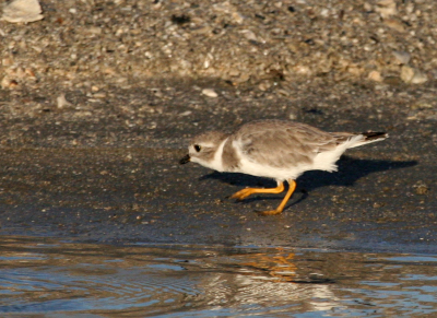 Piping Plover Pounce  Indian Point IMG_0292.png