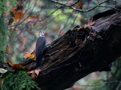 Pileated Woodpecker  Schmidtz Park IMG_1028.JPG