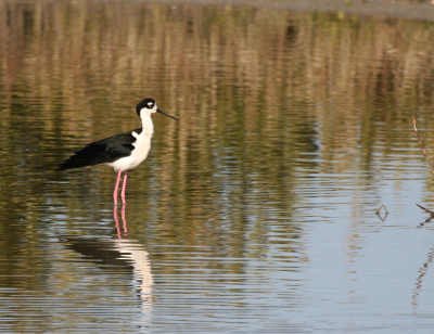 Blk-Necked Stilt  Indian Point IMG_2233.png