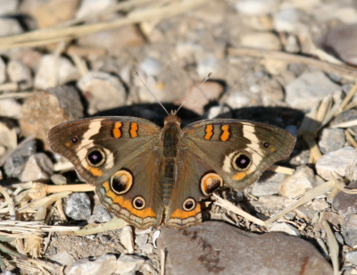 Buckeye Butterfly IMG_1169.png