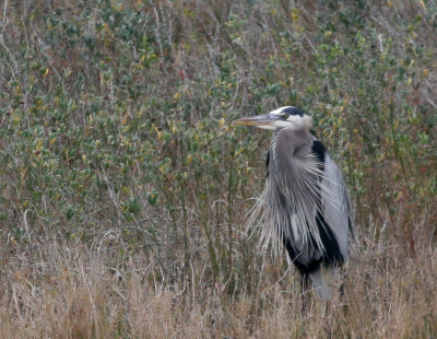 Great-Blue Heron IMG_1347.png