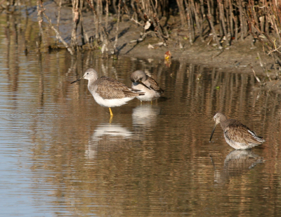 Greater Yellowlegs  Short Billed Dowitchers  Indian Point IMG_2235.png