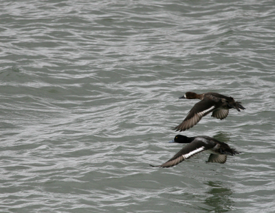 Lesser Scaup flight IMG_1867.png