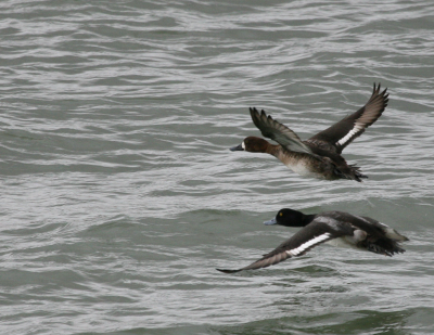 Lesser Scaup flight IMG_1869.png