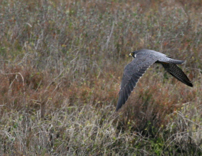 Peregrine flight IMG_2082.png