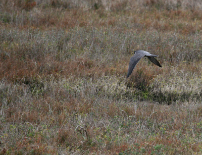 Peregrine flight IMG_2082 b .png