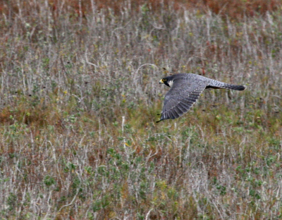 Peregrine flight IMG_2165.png
