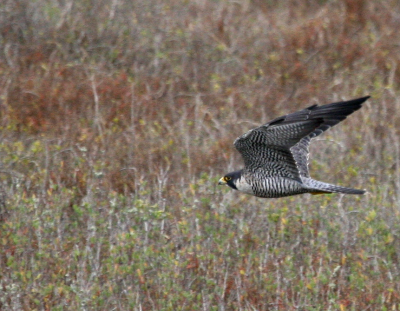 Peregrine flight IMG_2169.png