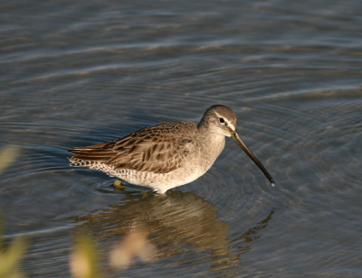 Short-billed Dowitcher IMG_2258.png