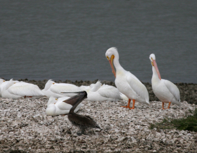 White Pelians IMG_1842.png